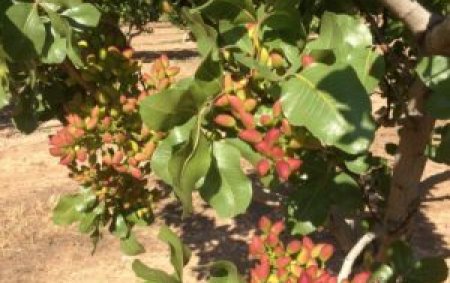 EuroChem presente en las II Jornada de almendro y pistacho de Huesca