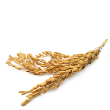 Cereais