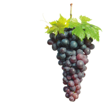 Vinha e fruteiras
